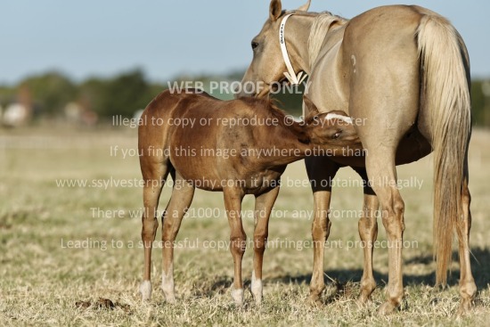 2026 Mares & Foals II