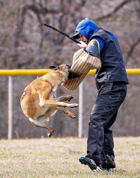 2024 dog show and trial photos by s. sylvester photography