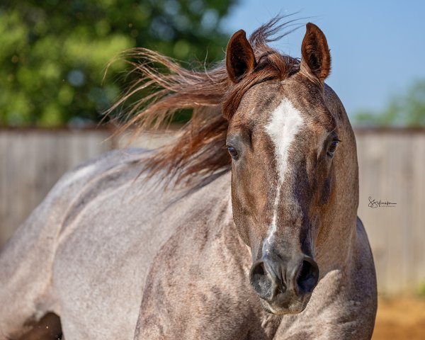 Stallion closeup head image