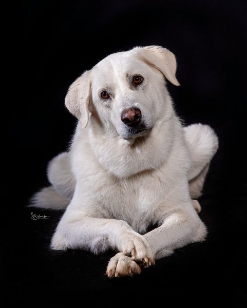 Great Pyrenees portrait