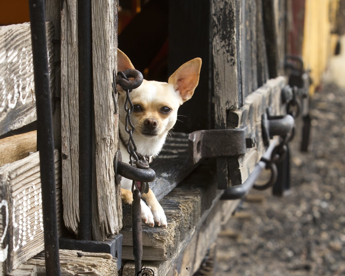 Chalupa016.2011 Website2026.jpg