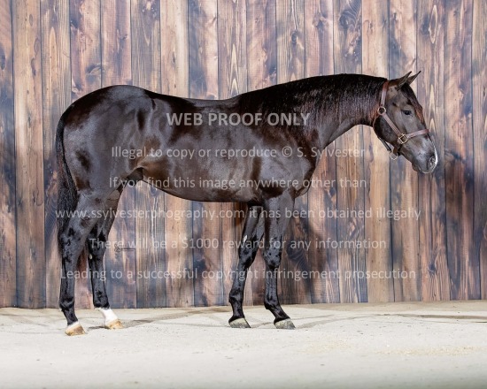 Wood, Paula 2025.11.05