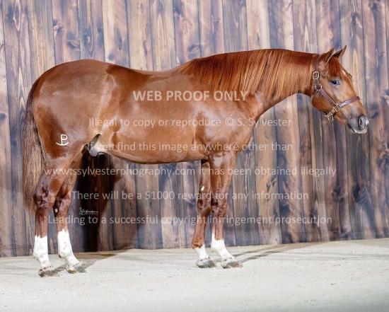 Valley Equine 2025.11.05