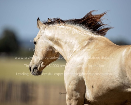 Green, Cale 2025.11.12