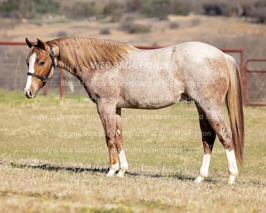 Moncrief Quarter Horses 2025.12.12