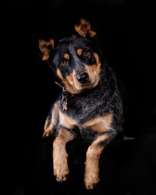 blue heeler in a studio on a black background