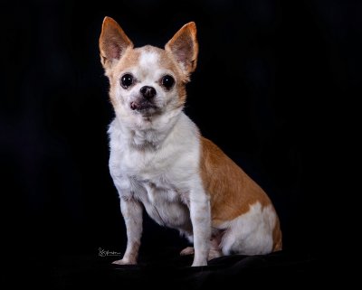 a Chihuhua on a black background with studio light