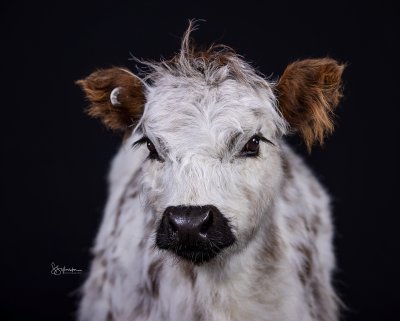 a miniatue highland cow on a black background in a studio