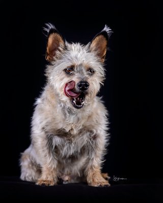 a scruffy little dog on a black background in the studio
