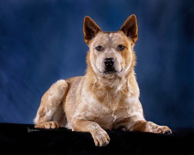 Red heeler on a blue backdrop in the sudio