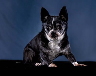 A little black and white Chihuahua in the studio photographed on a blue backdrop
