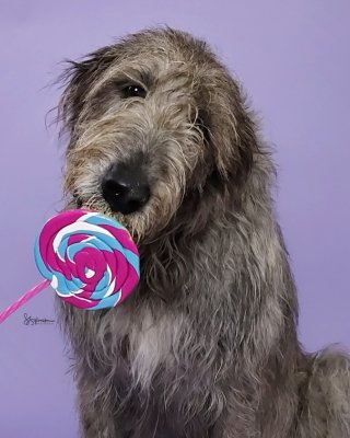 an Irish Wolfhoud with a lollipop on a lavendar backdrop in the studio